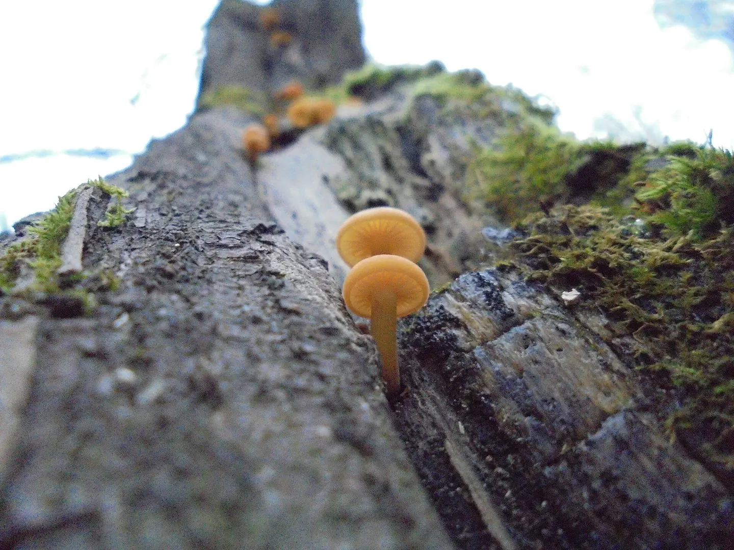 Зимний опёнок — фотография